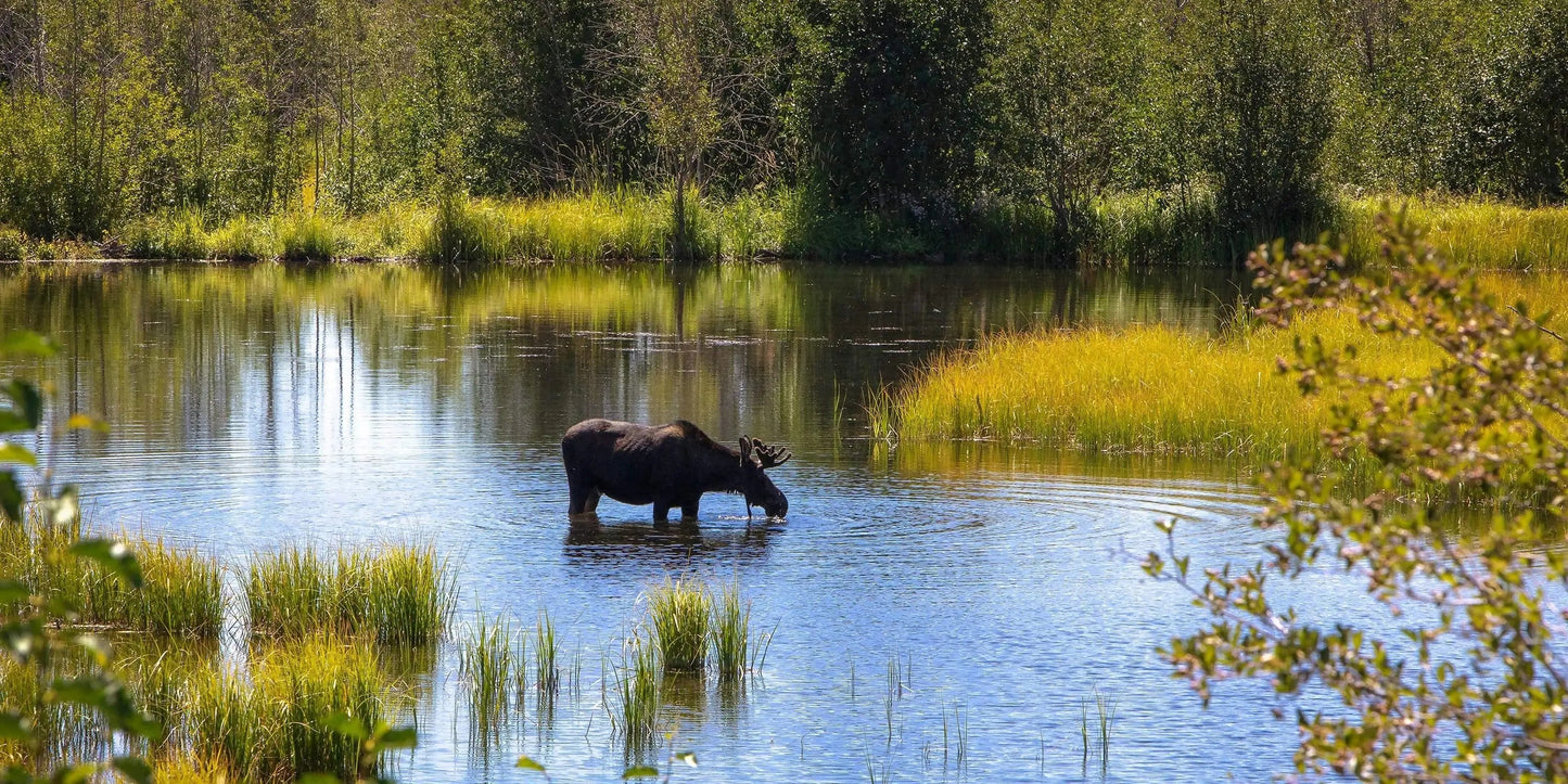 Moose drinking water in green and yellow marsh landscape in wyoming