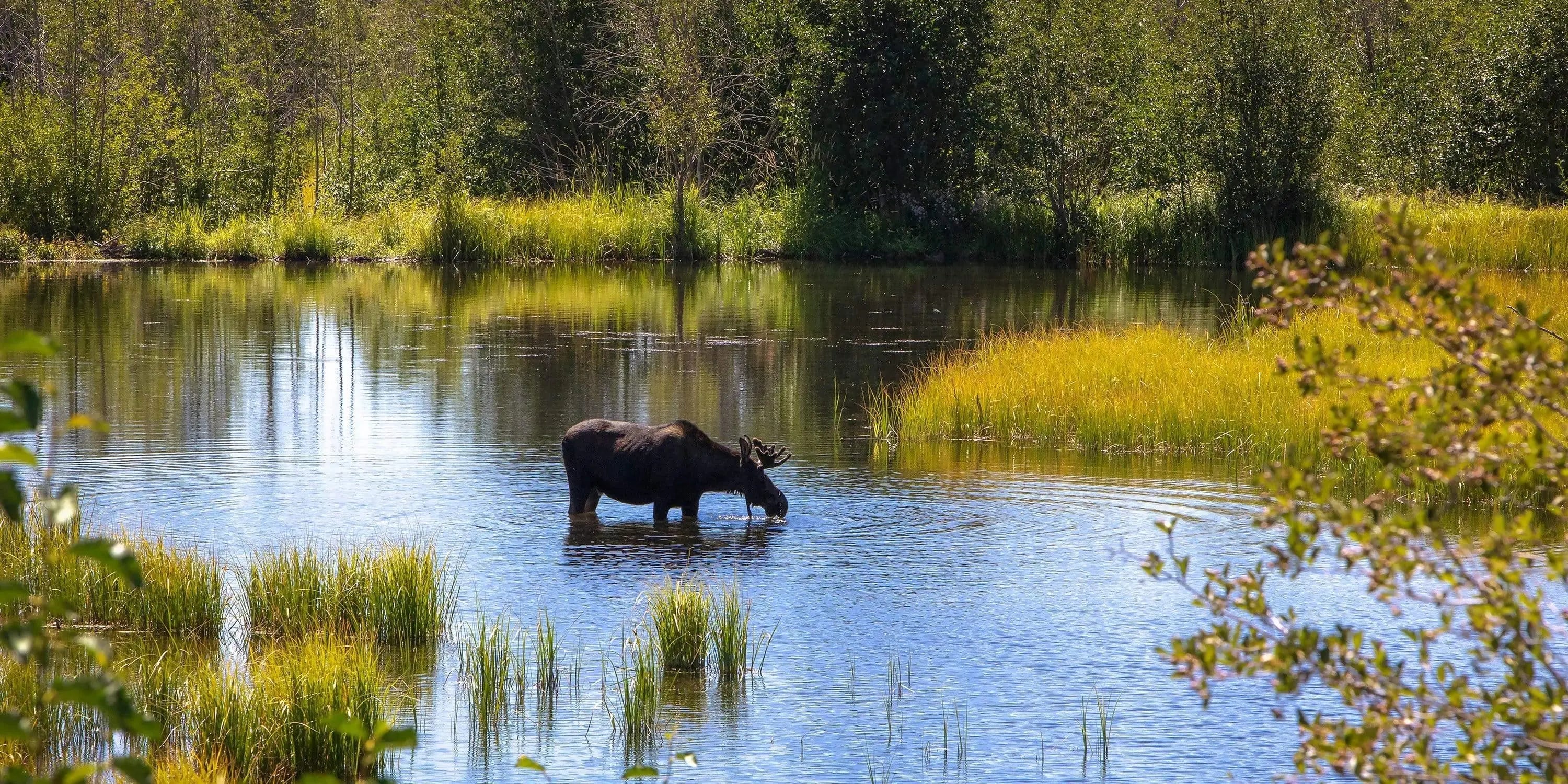 Moose drinking water in green and yellow marsh landscape in wyoming