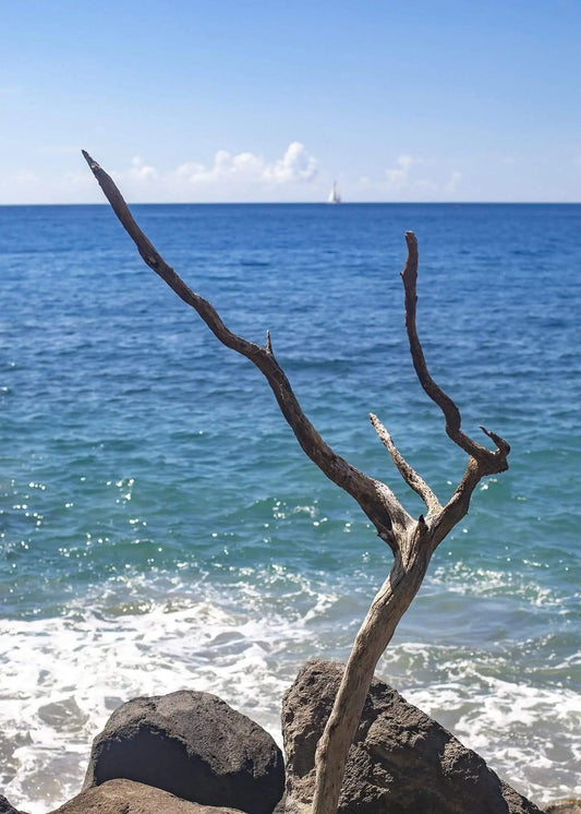 weathered tree wood growing by ocean in st Lucia beach