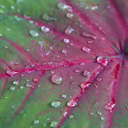 Dark pink caladium with water drops abstract fine art by Lisa Blount photography