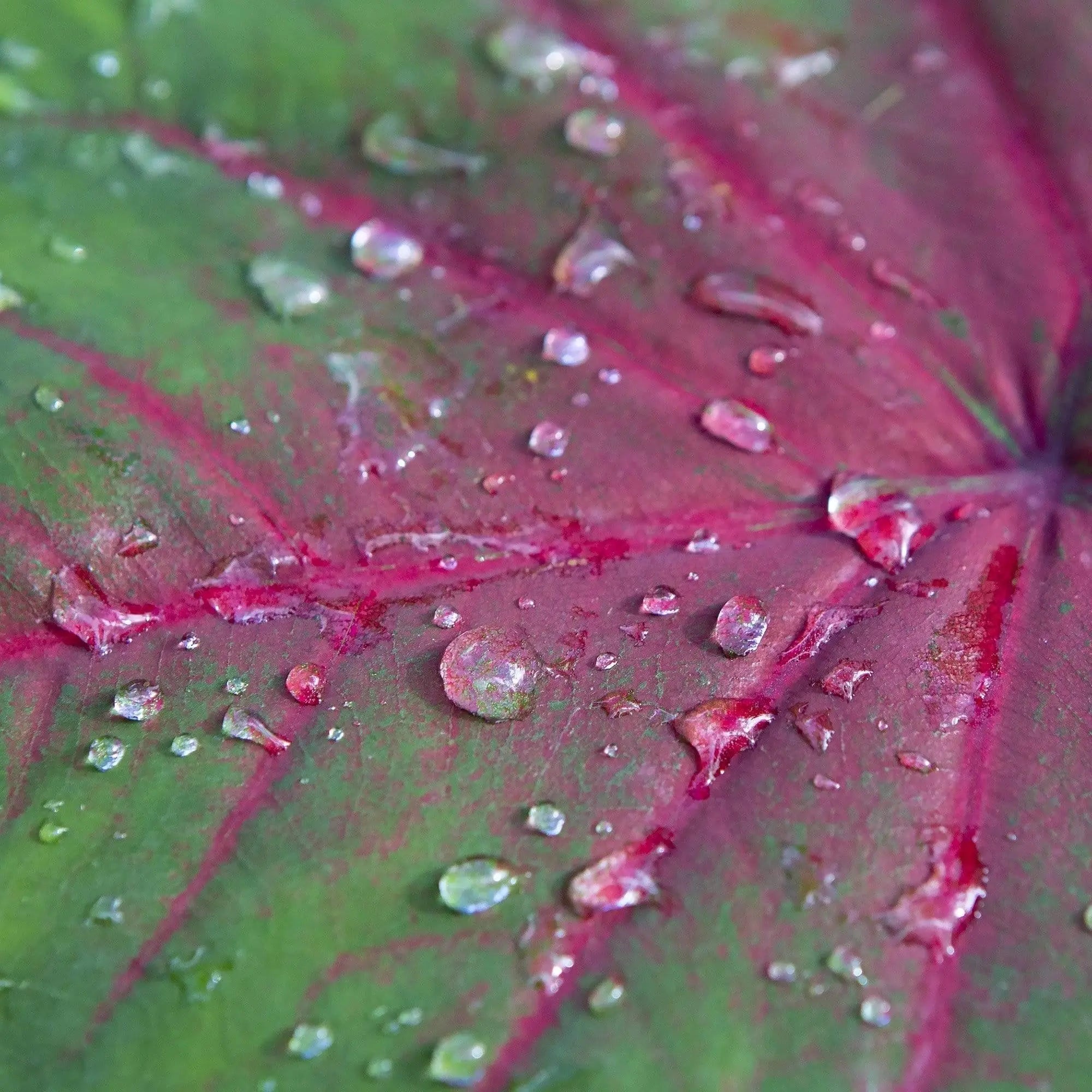 Wet Caladium #2 abstract fine art photography – close-up tropical leaf wall art with vibrant greens and pinks, perfect for modern or biophilic interiors