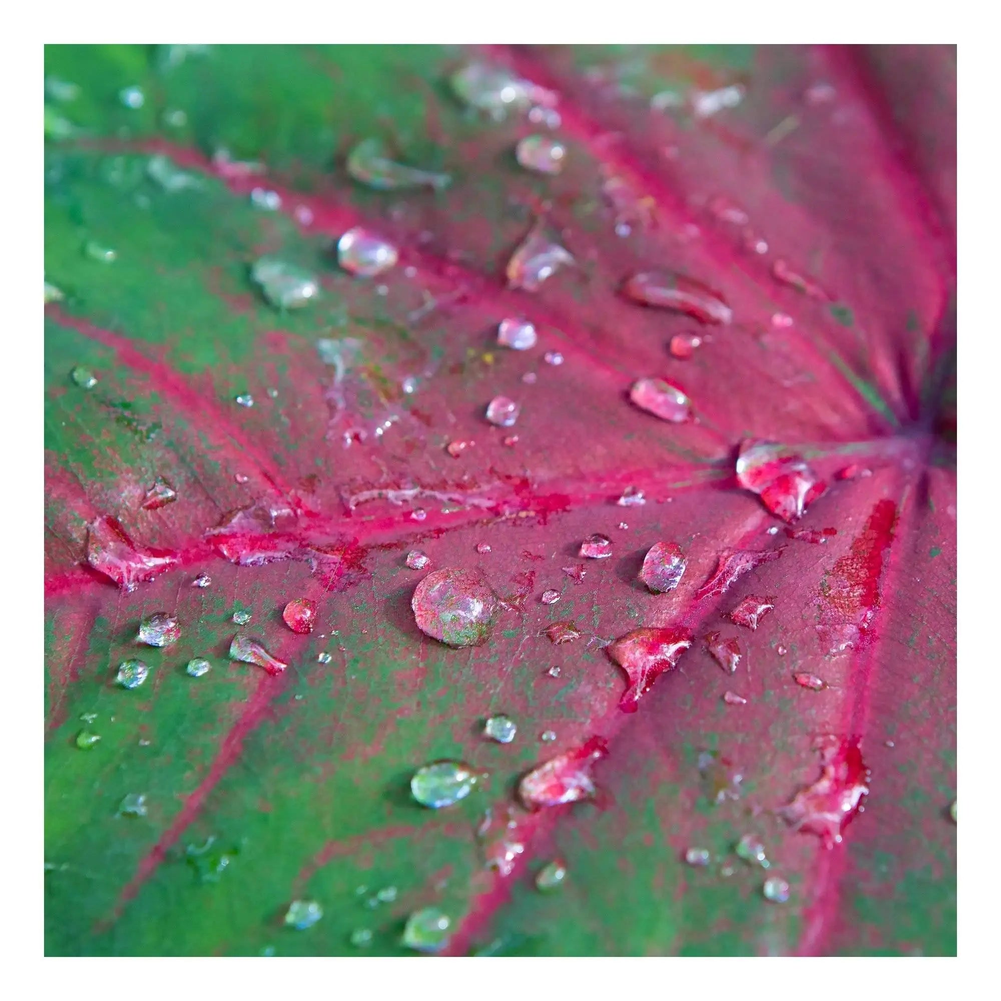 Large dark fuchsia vein wet caladium pointing left TruLife acrylic and metal