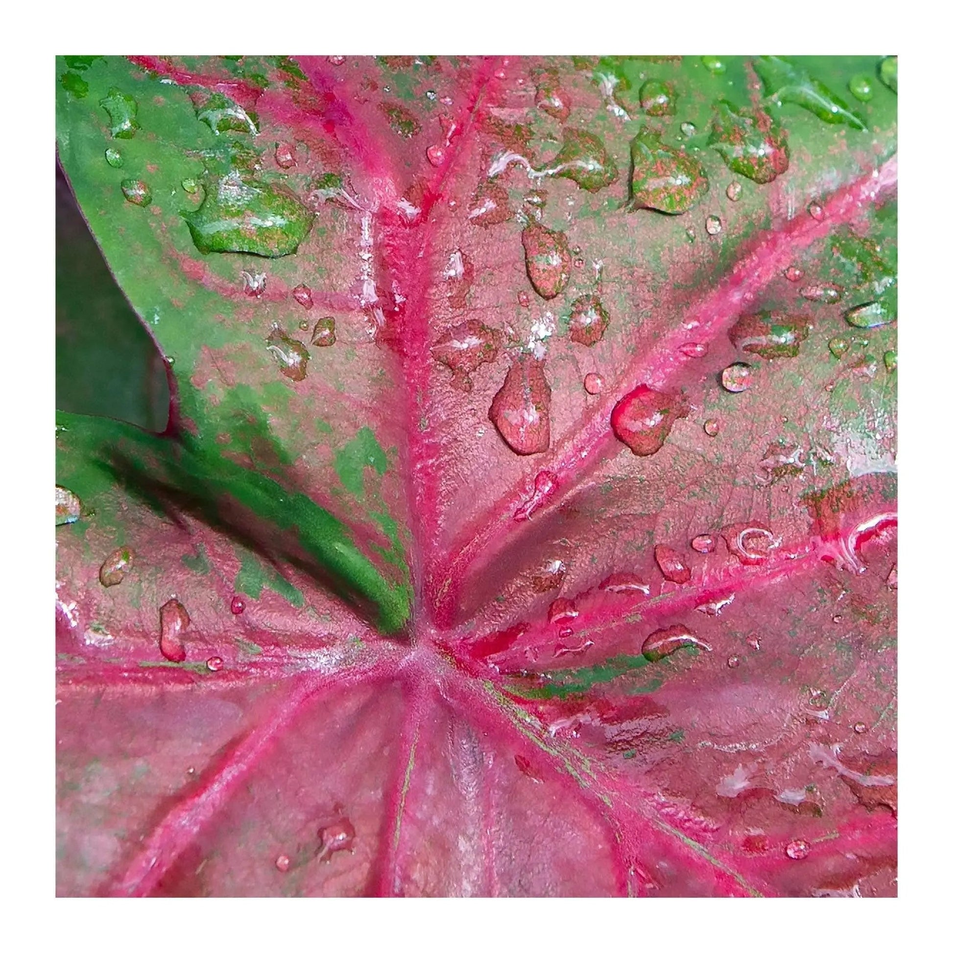 Macro art of wet caladium leaf
