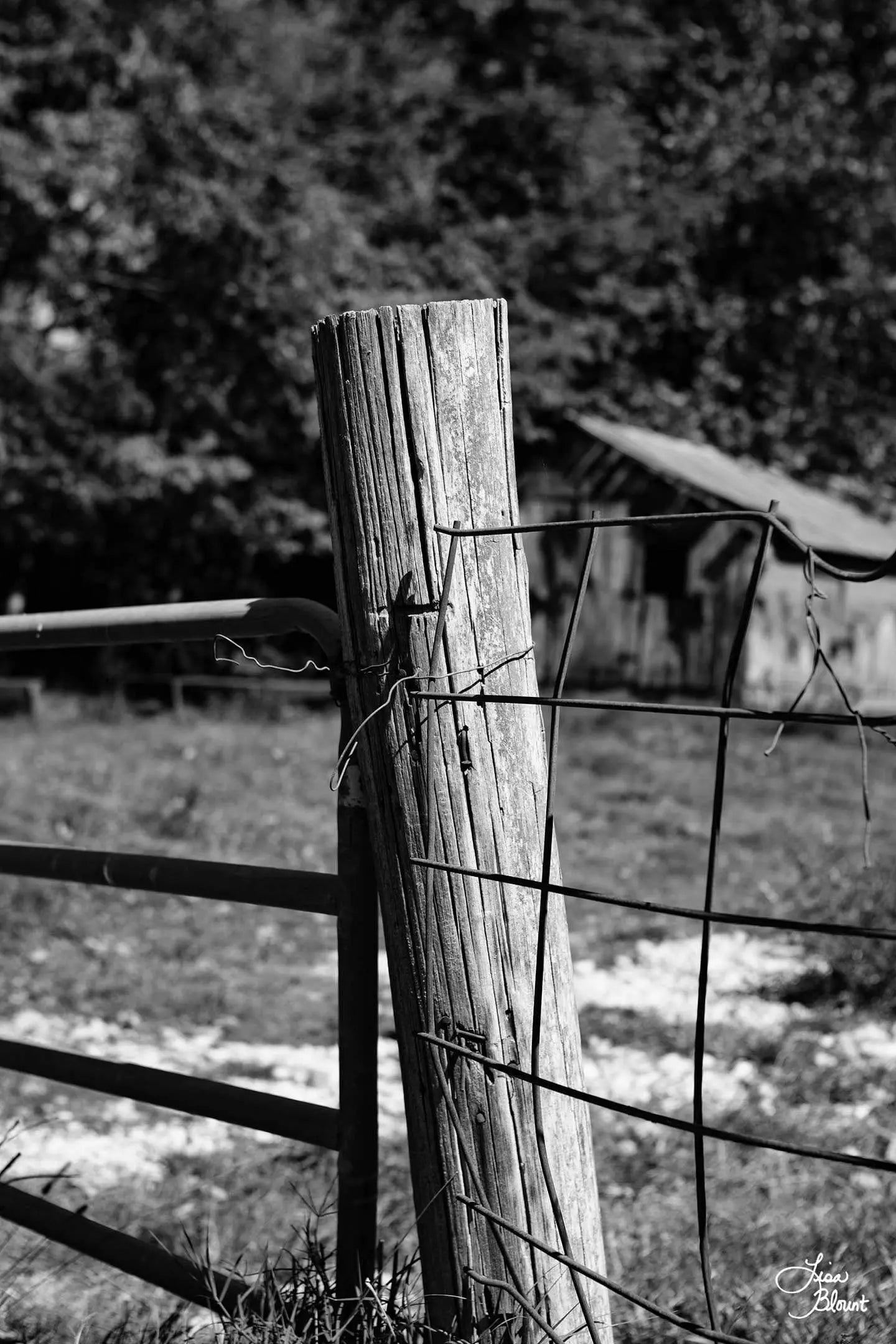 Black-and-white photo of a weathered wooden fence post and wire gate with distant barn — rustic wall art from rural Arkansas