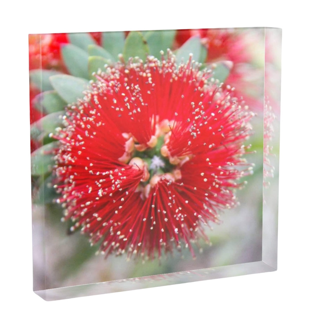 Desert Flower acrylic block – 6x6 or 8x8 freestanding desk and shelf art featuring bright red Metrosideros excelsa macro photography by Lisa Blount
