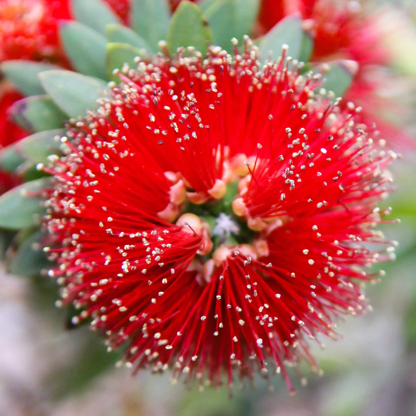 Desert Flower – bright red Metrosideros excelsa macro fine art photography, bold desert floral wall art by Lisa Blount