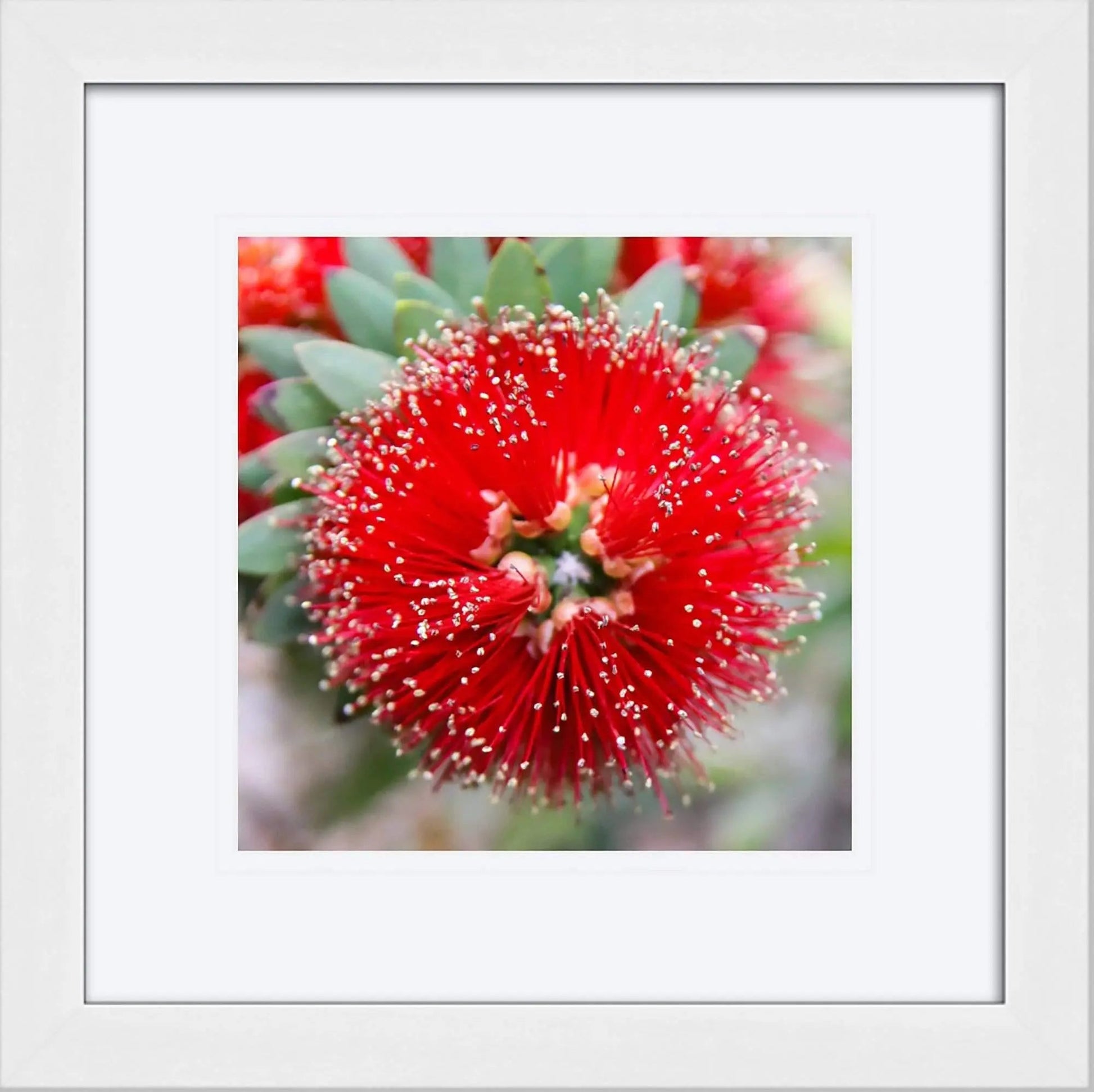Framed closeup of red flower with seeds 