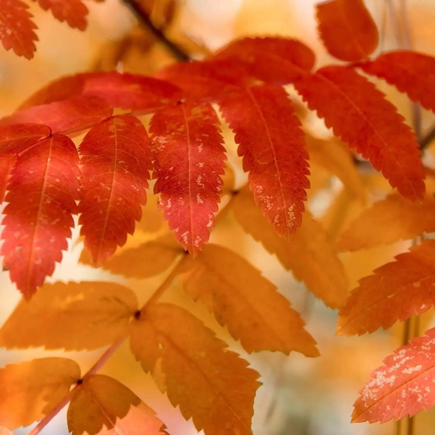 red orange yellow leaves create abstract art by Lisa Blount