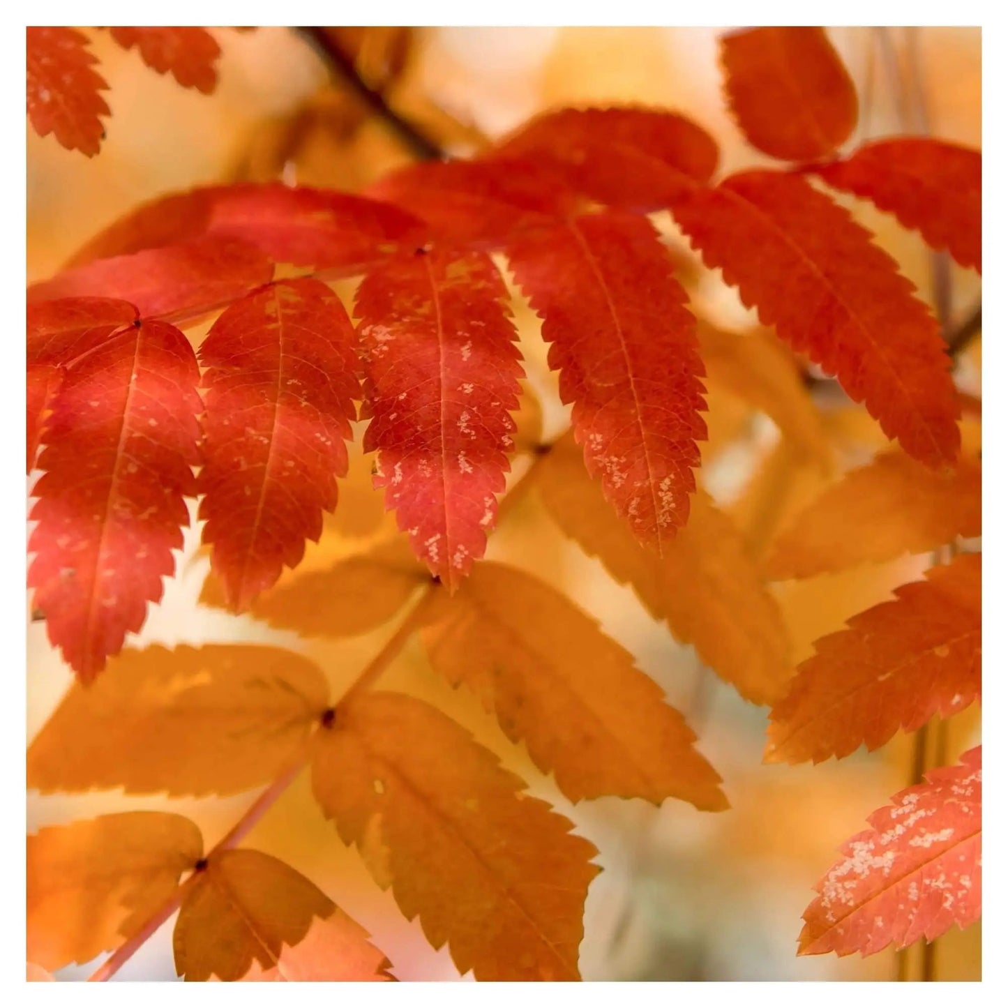 fall leaves lake tahoe red orange vibrant color abstract macro fine art photography wall decor small art