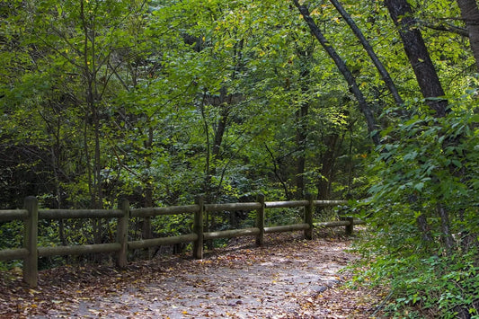 walking trail into the woods along leaf covered trail