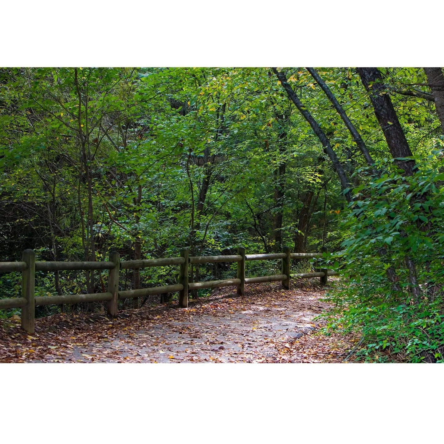 landscape photo of path leading into wooded area thru leaf covered trail