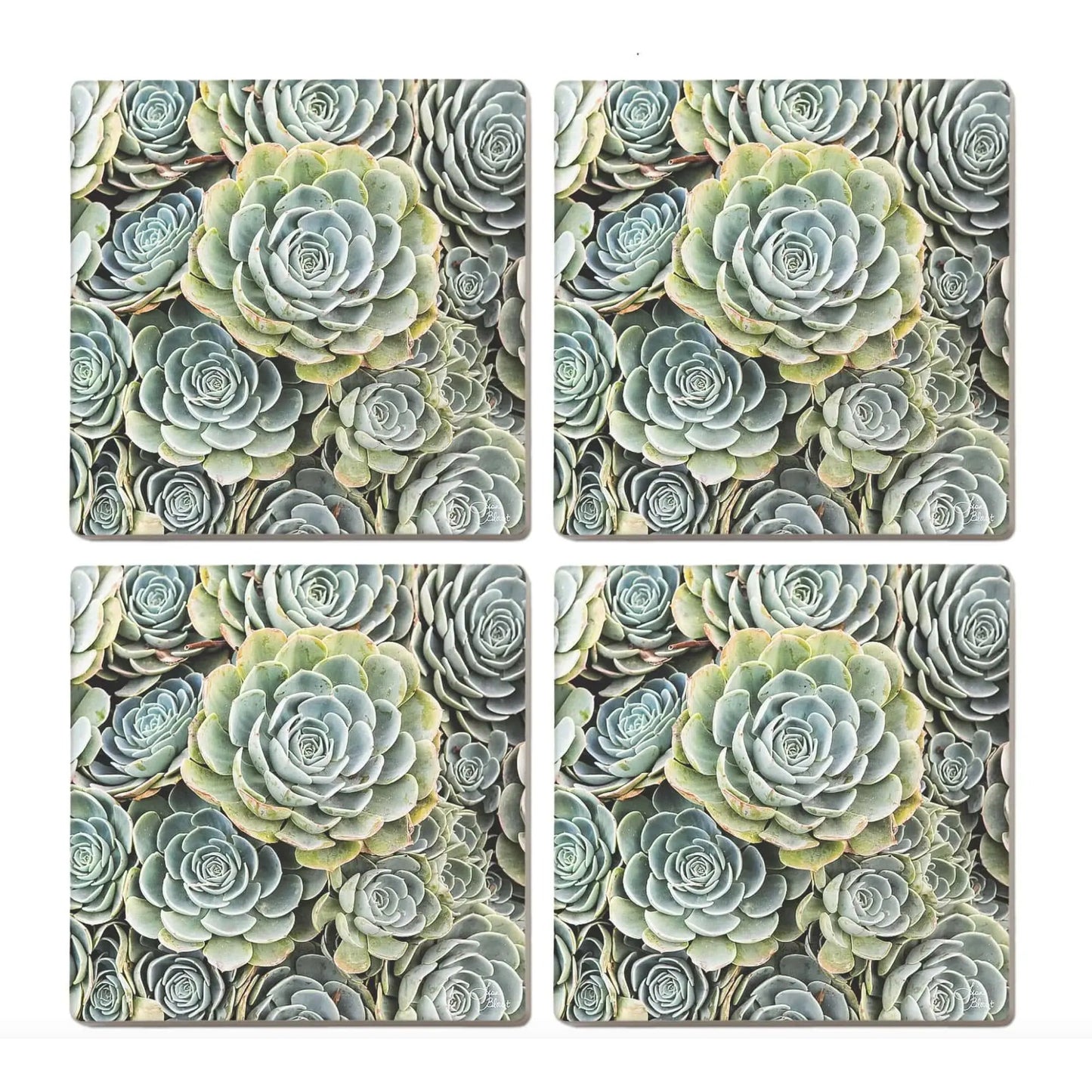 green hen chicks succulent art ceramic coaster set of 4