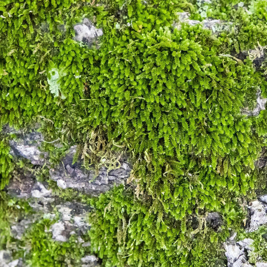 Bright green moss attached to gray rock large wall art