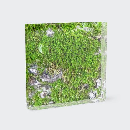 8x8 6x6 acrylic block shelf decor of Abstract bright Green Moss
