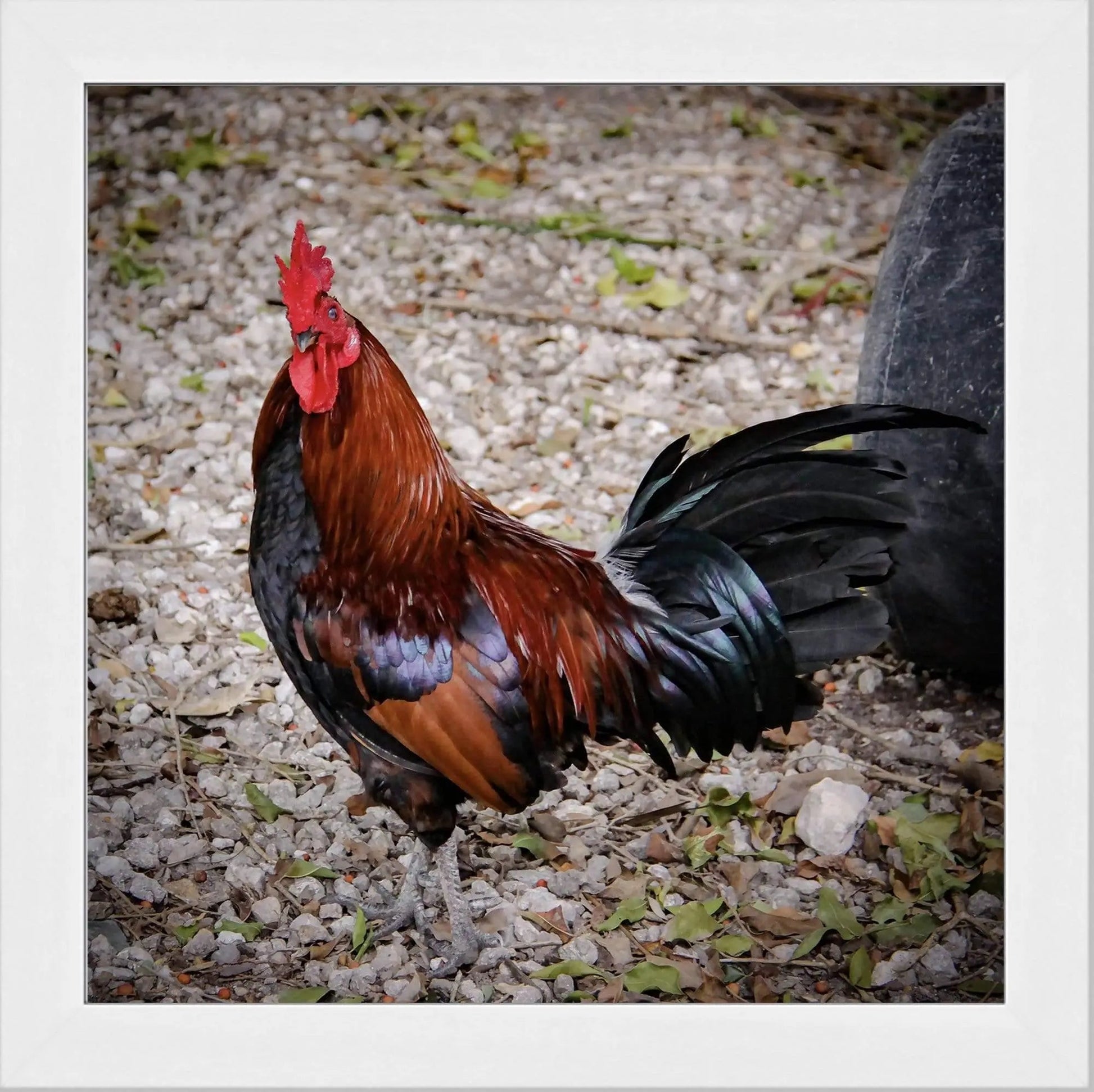 Banty rooster 8x8 with 12x12 white mat photography by Lisa Blount