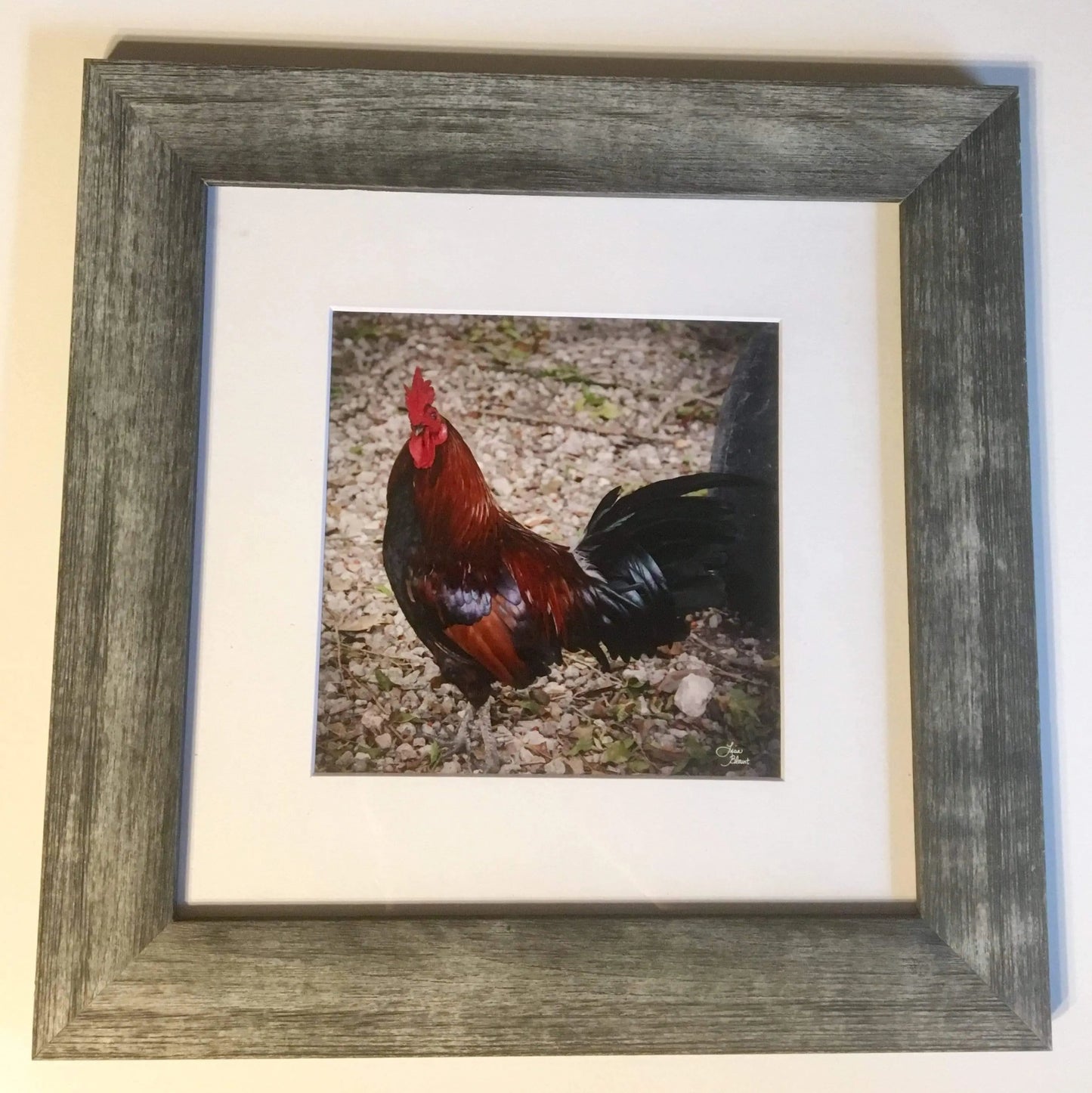 Key West Rooster - SMALL PRINT - Lisa Blount Photography