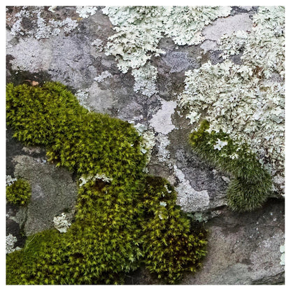 Green lichen pattern abstract on rock