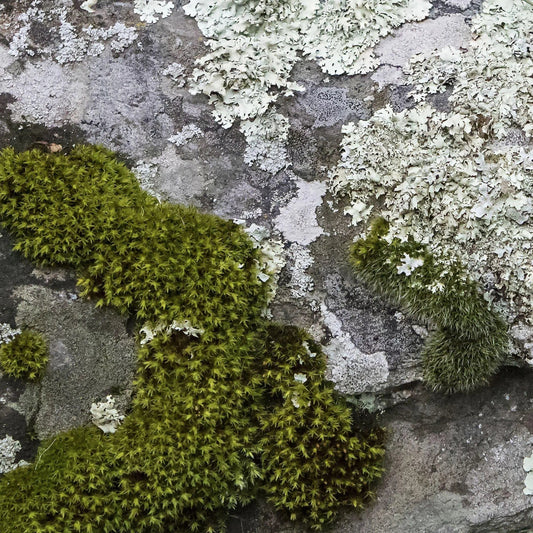 Hunter green and gray lichen on rock photo art