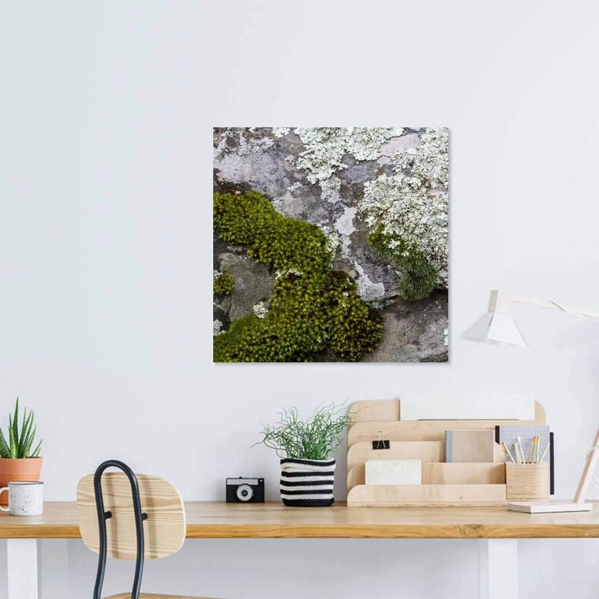 Office wall display of Keystone lichen art