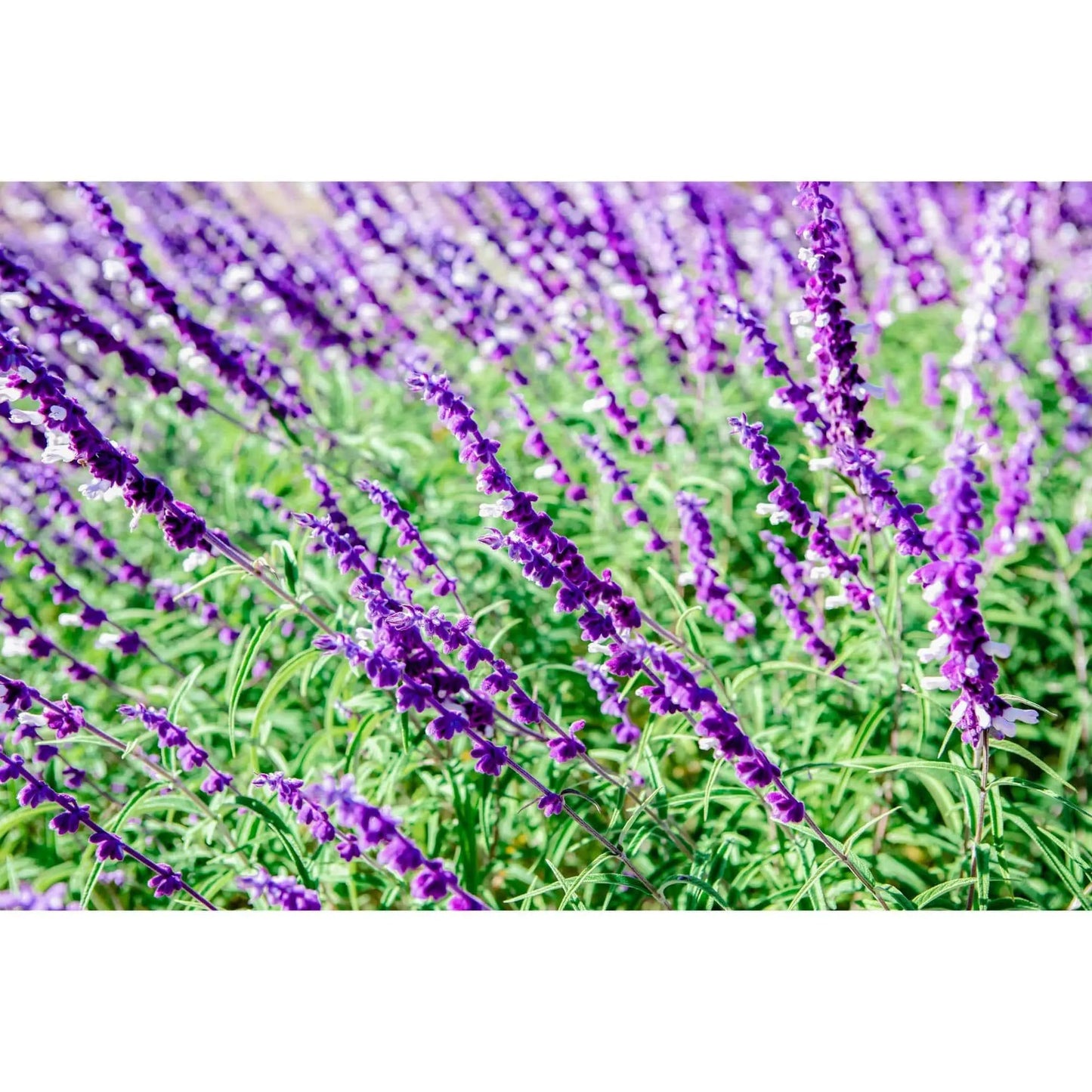 Landscape art of purple lavender in bloom