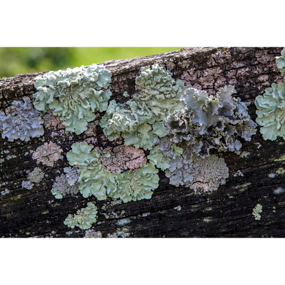 unique color lichen on wood