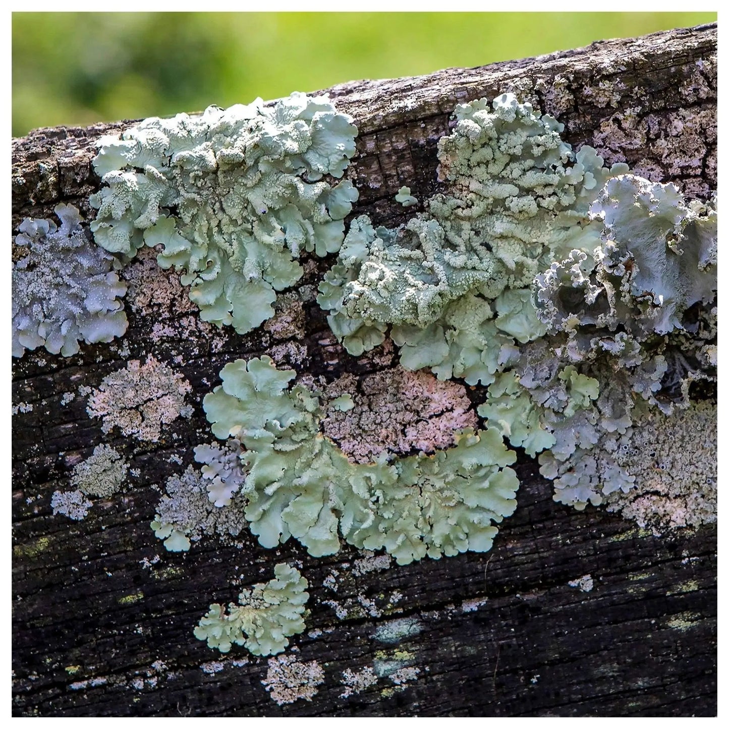 pink seafoam purple lichen on wood