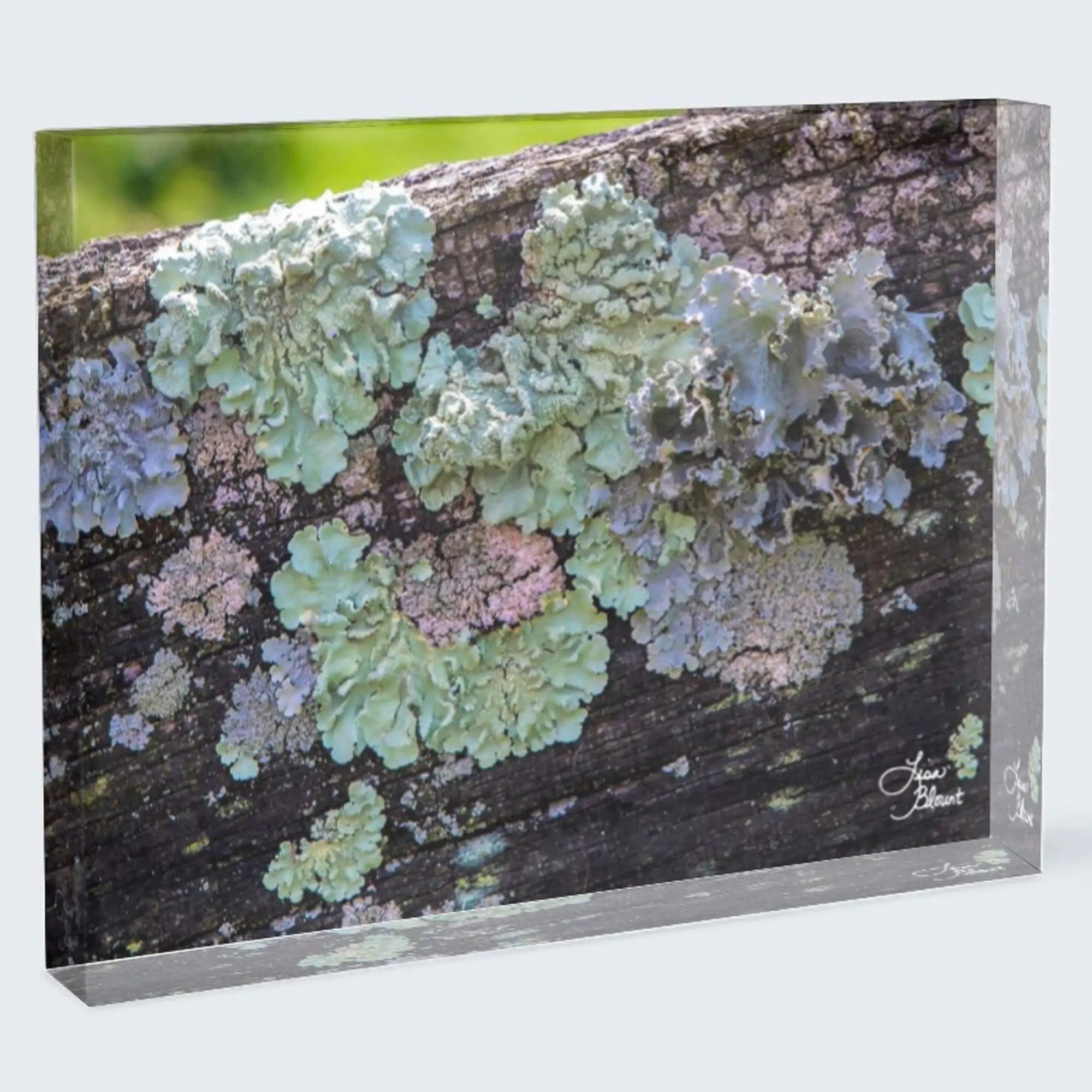 Lexington Lichen 7x5 acrylic block – freestanding pastel nature desk decor