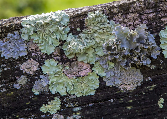 Pastel lichen on wood fence