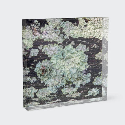Acrylic block of teal lichen on wooden fence