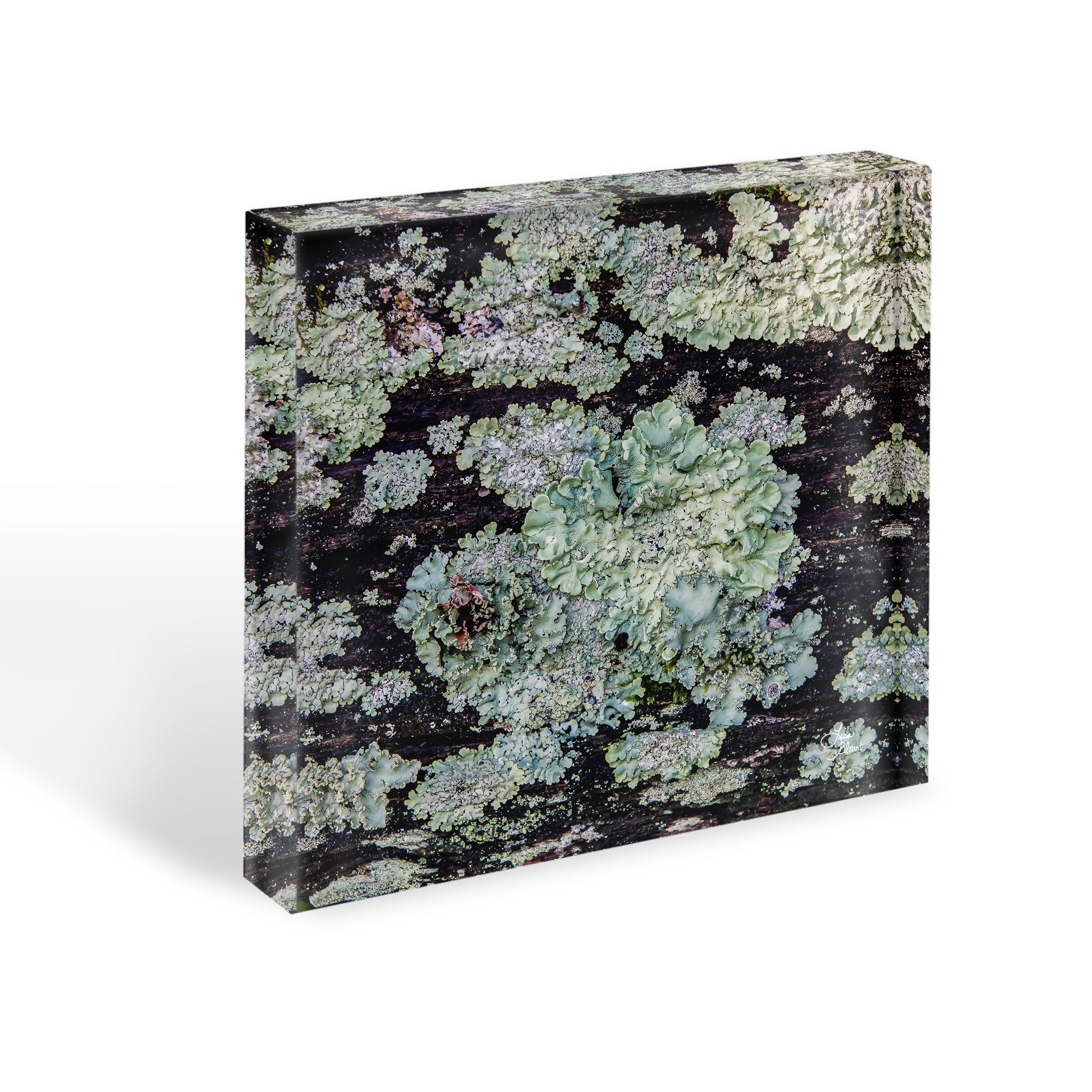 Square 1" thick Acrylic block of fine art photography featuring teal lichen on wooden fence in Potosi Missouri - art by Lisa Blount Photography