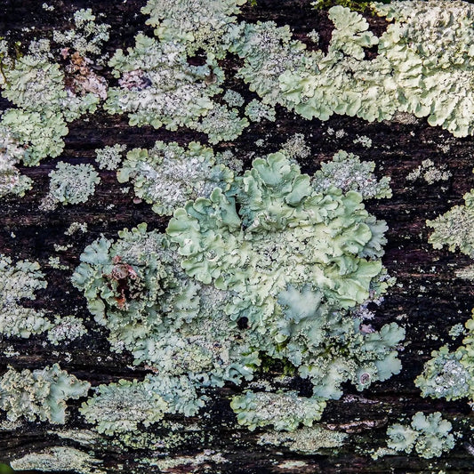 Teal lichen found on wooden fence row in Potosi Missouri