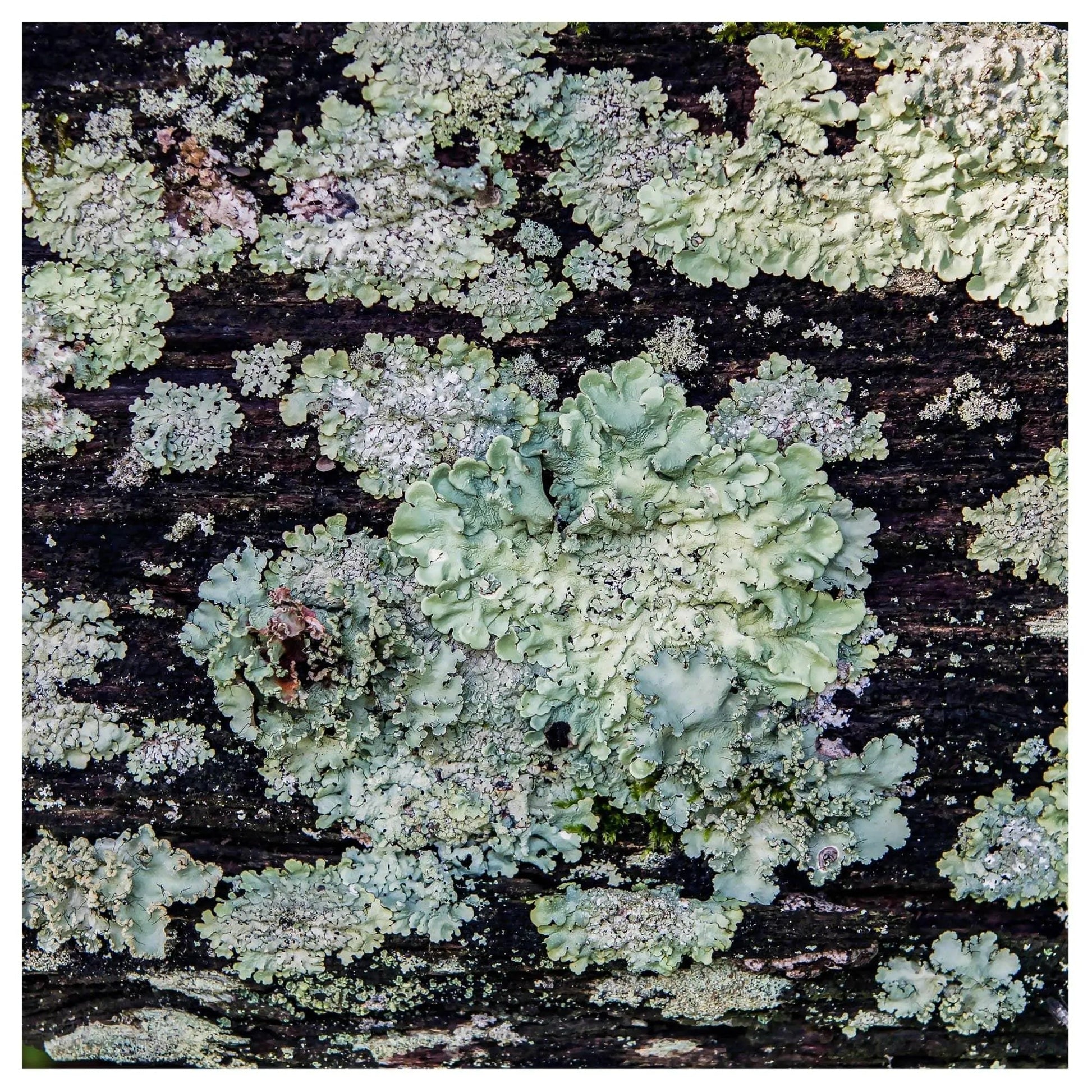 Closeup of lichen found on old wood