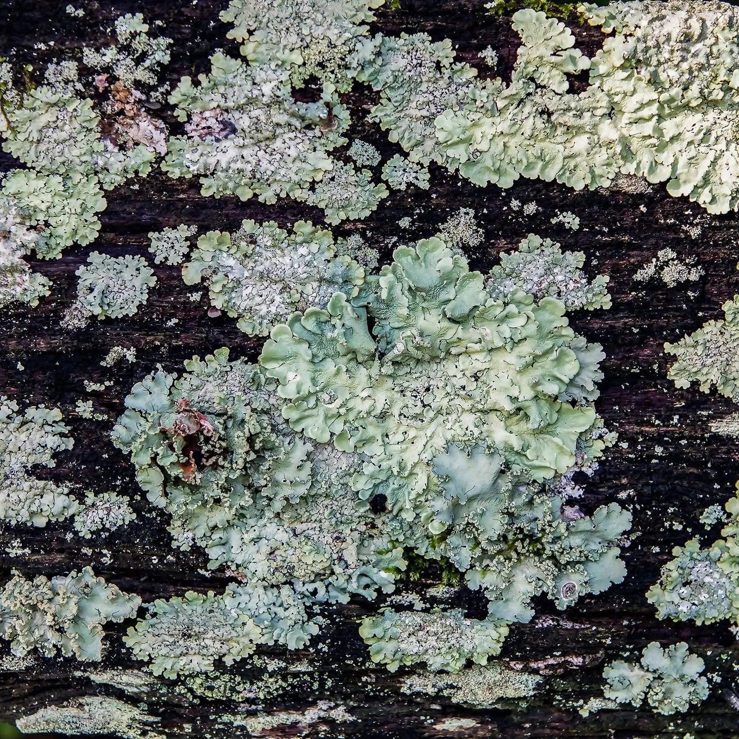 Lichen Potosi - Missouri - Lisa Blount Photography