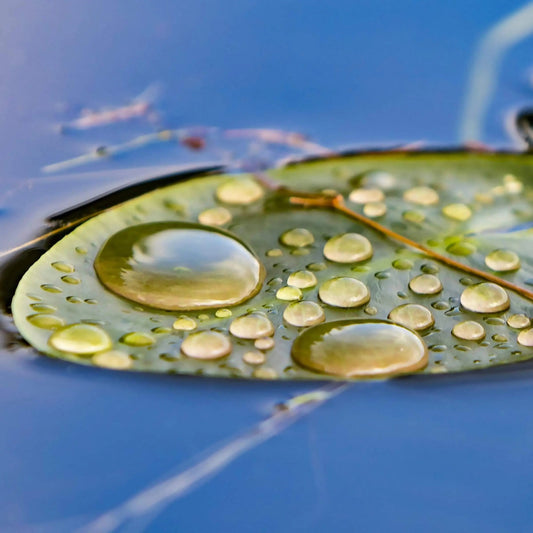 Lilly lily pad water drop green blue bright color fine art photography home office wall decor