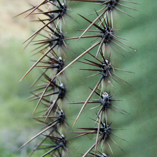 Sharp cactus needles create art in photo by Lisa Blount