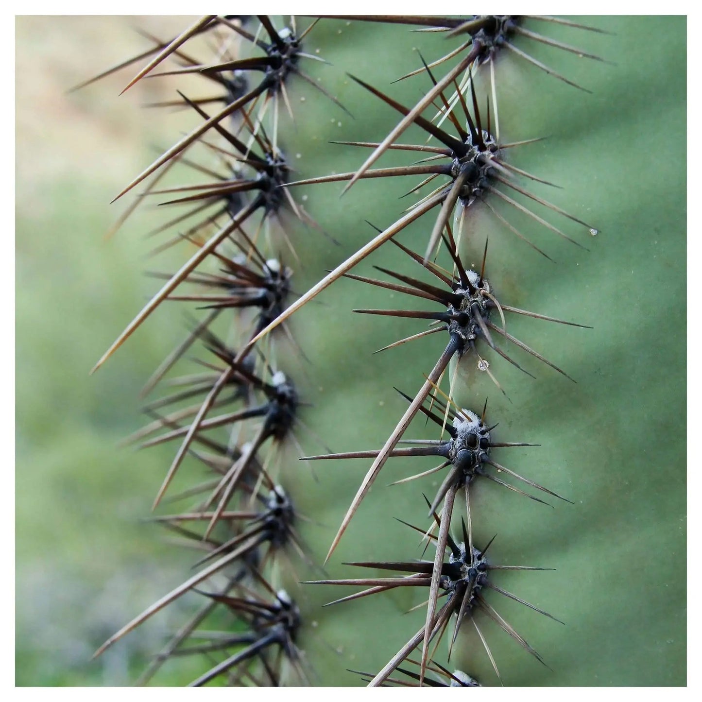 Cactus needles become the focus in art by Lisa Blount