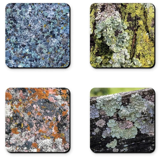 loving lichen 4 piece coaster set ceramic fine art photography collection home office decor