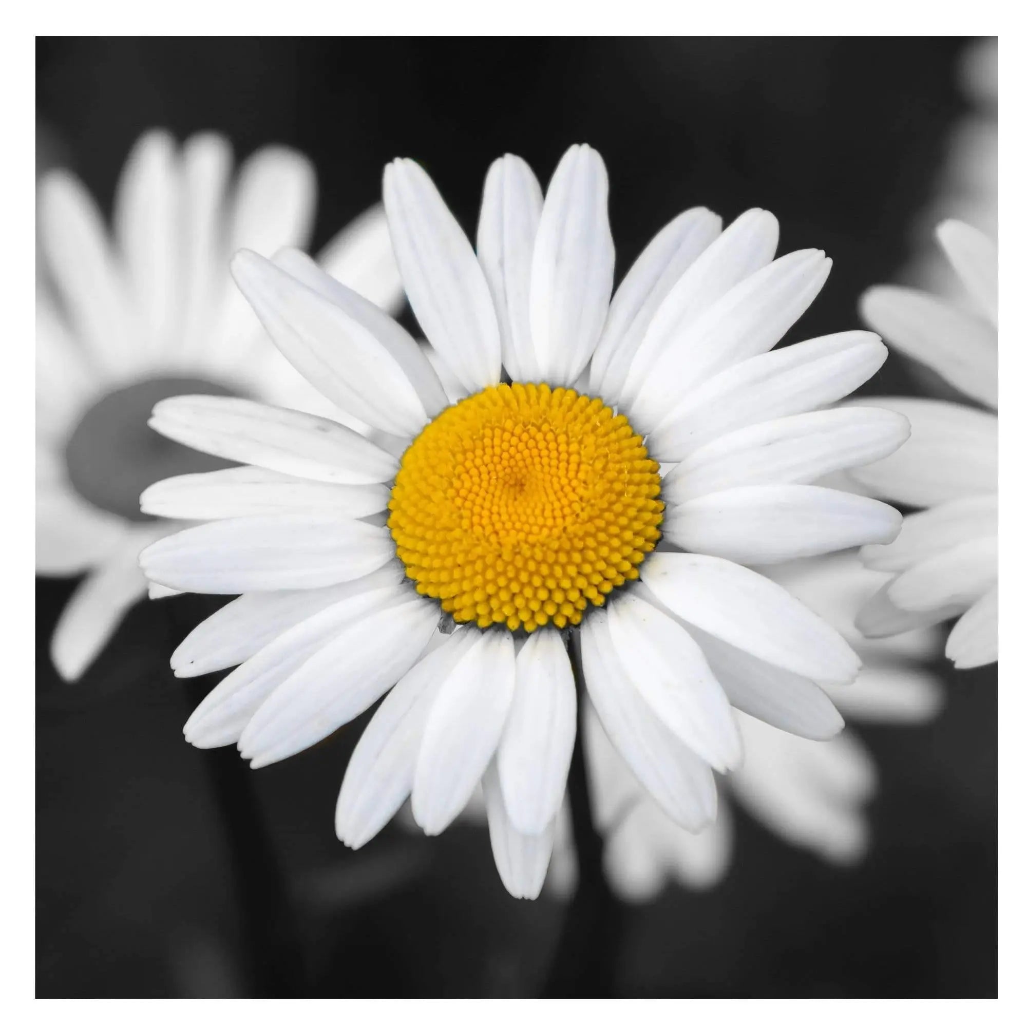 daisy black white yellow art