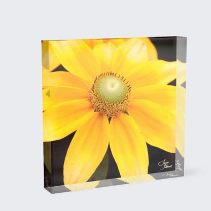 Yellow flower fine art on 6x6 acrylic block