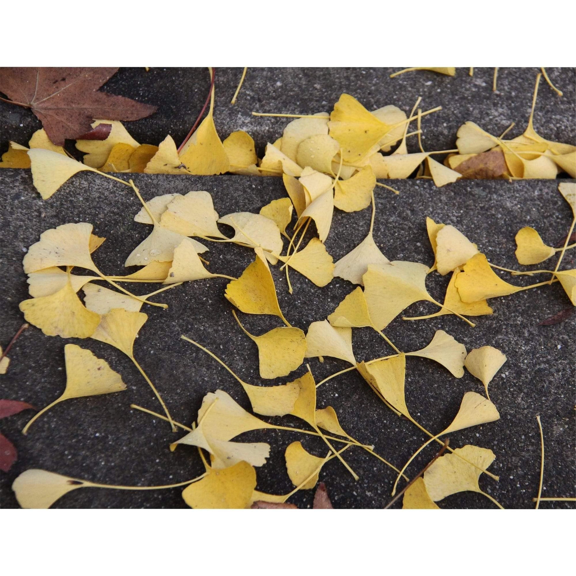 abstract art yellow leaves on sidewalk in Napa St Helena California