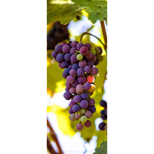 napa valley grapes closeup fine art photography