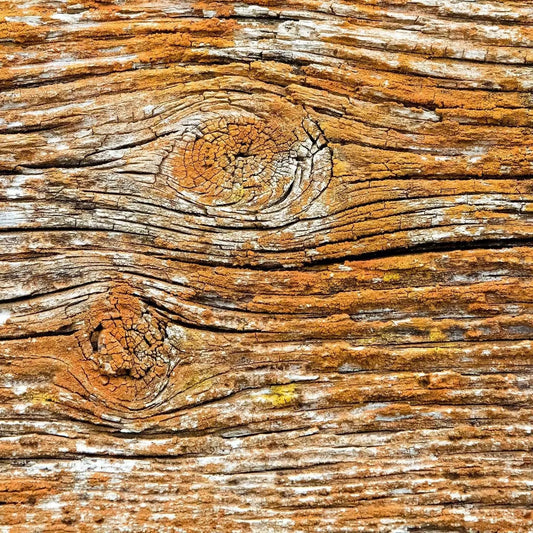 Orange lichen rustic wood pattern abstract room view fine art photography home office decor wall