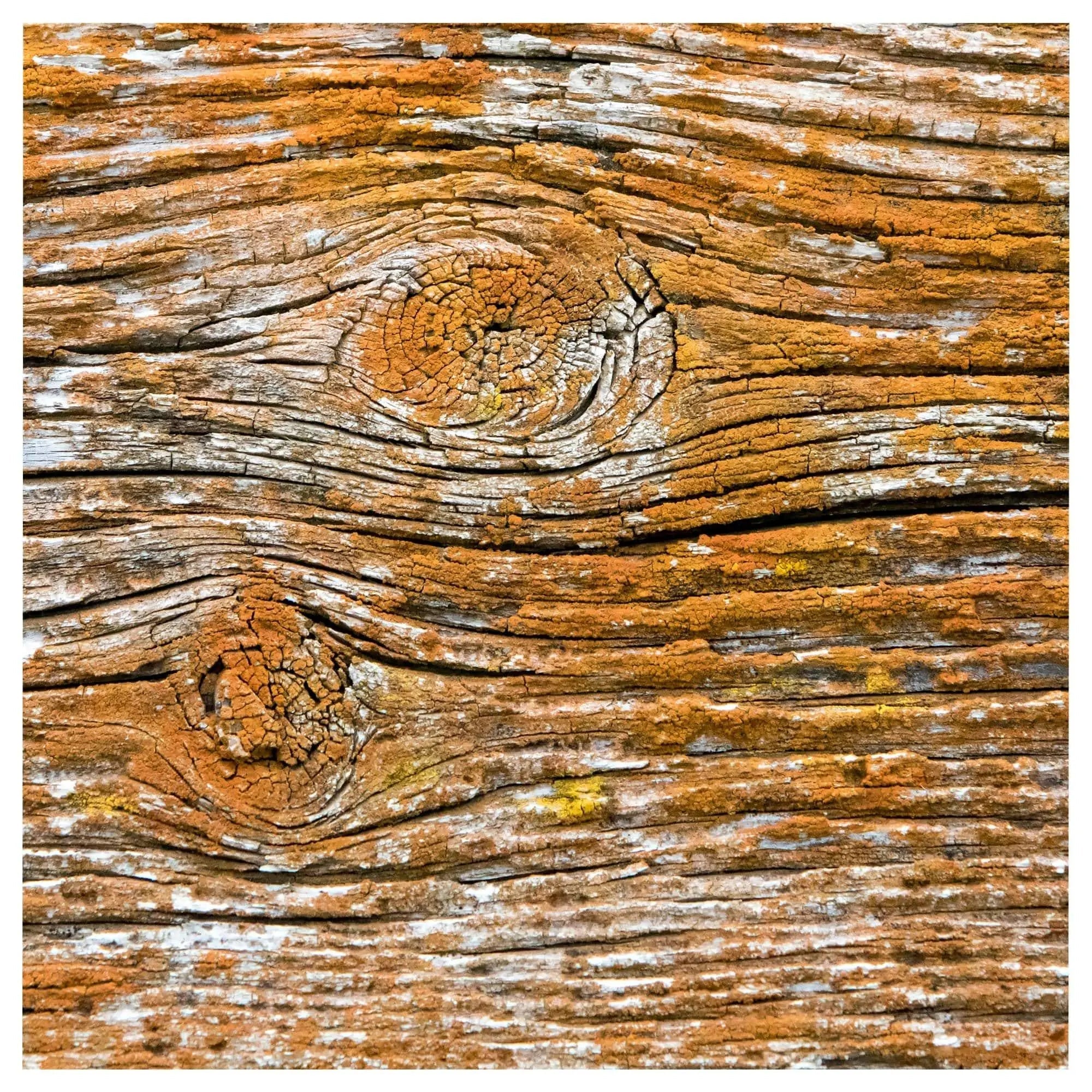 Orange lichen rustic wood pattern abstract room view fine art photography home office decor wall