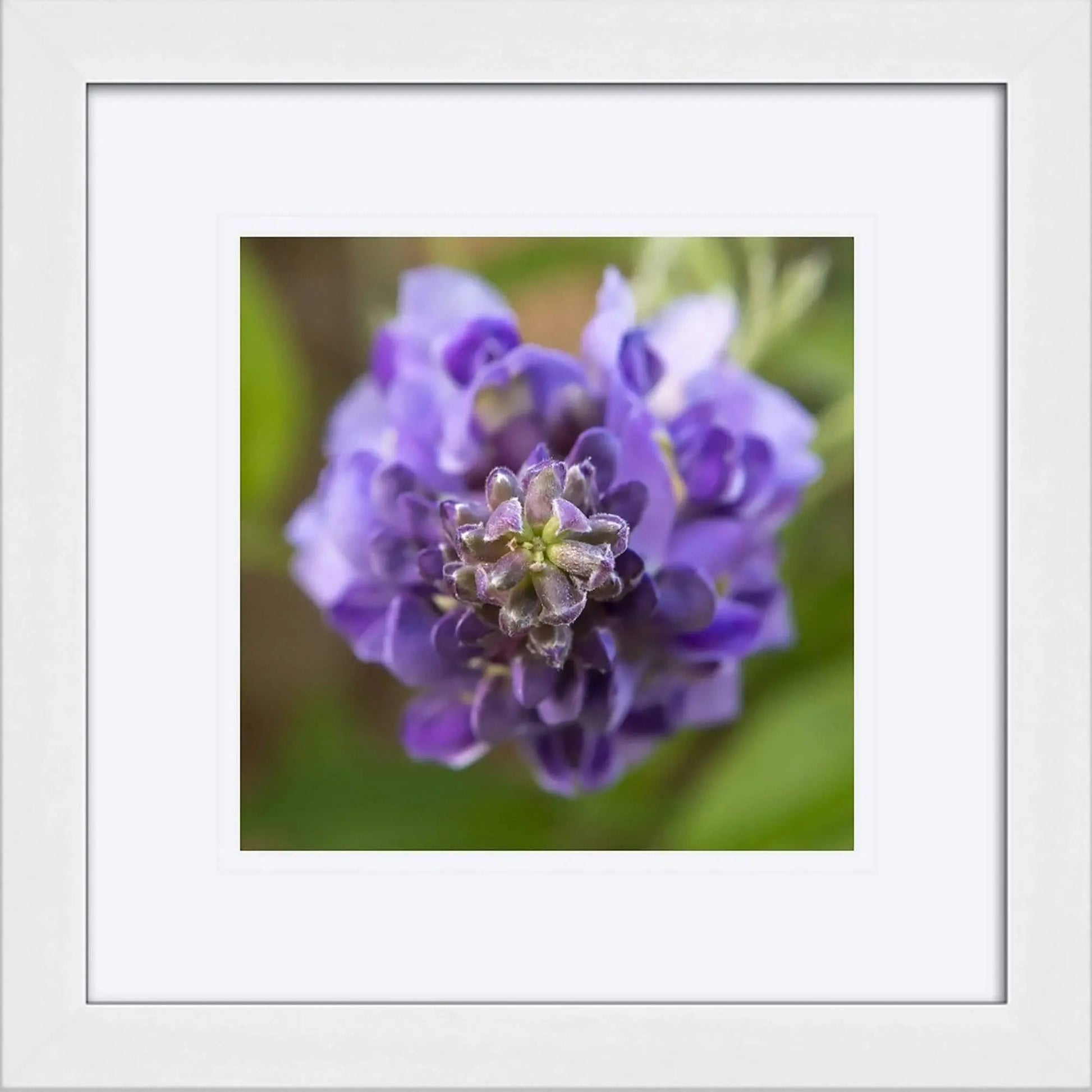 framed 12x12 purple wisteria flower macro by Lisa Blount