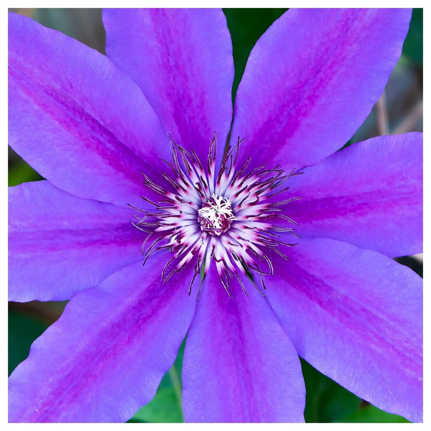 Square art of closeup of purple clematis to hang on the wall
