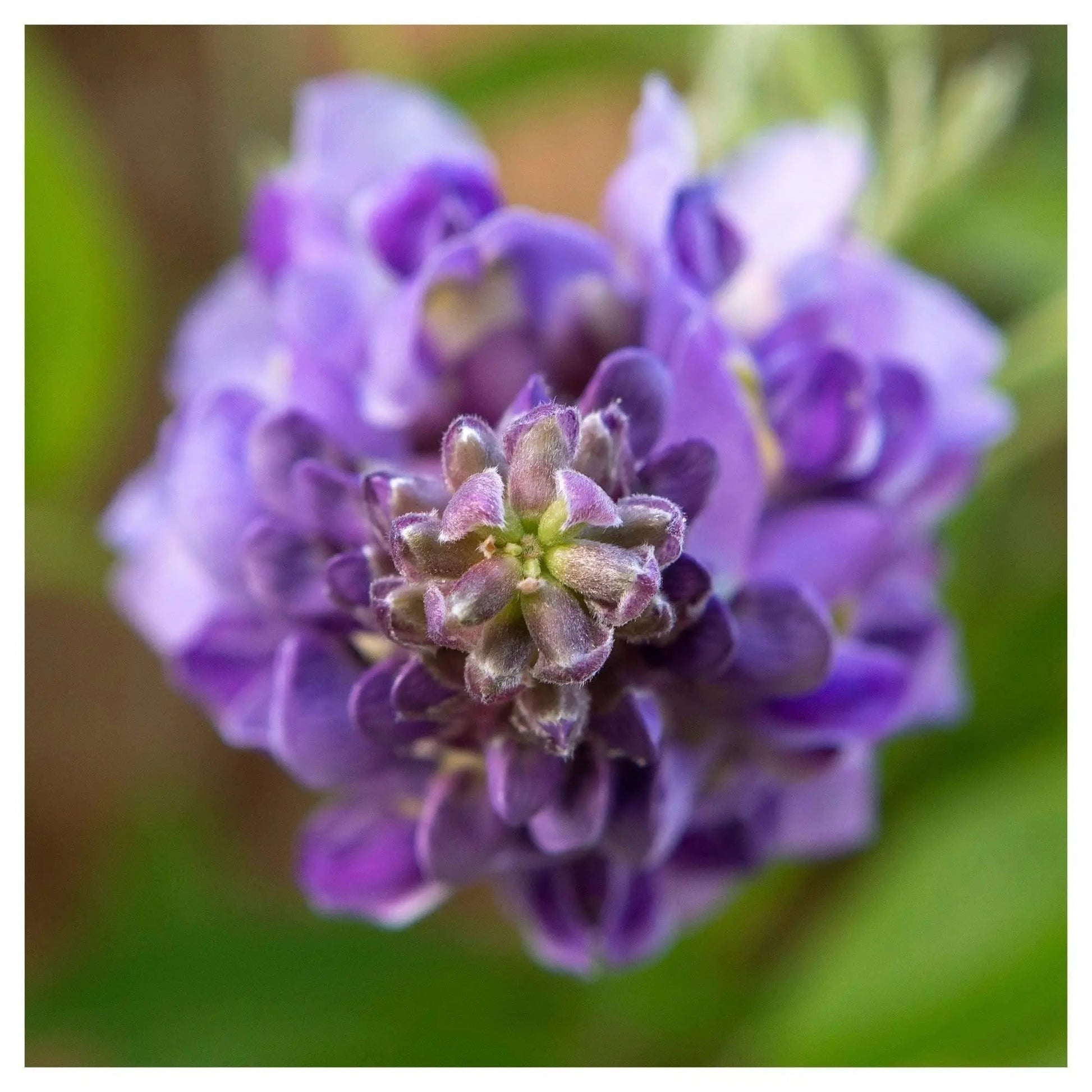 close up of purple wisteria flower
