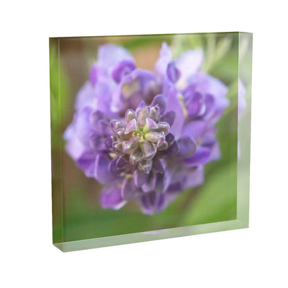 Purple Wisteria Burst Flower - Nature Fine Art Photography Lisa Blount Photography
