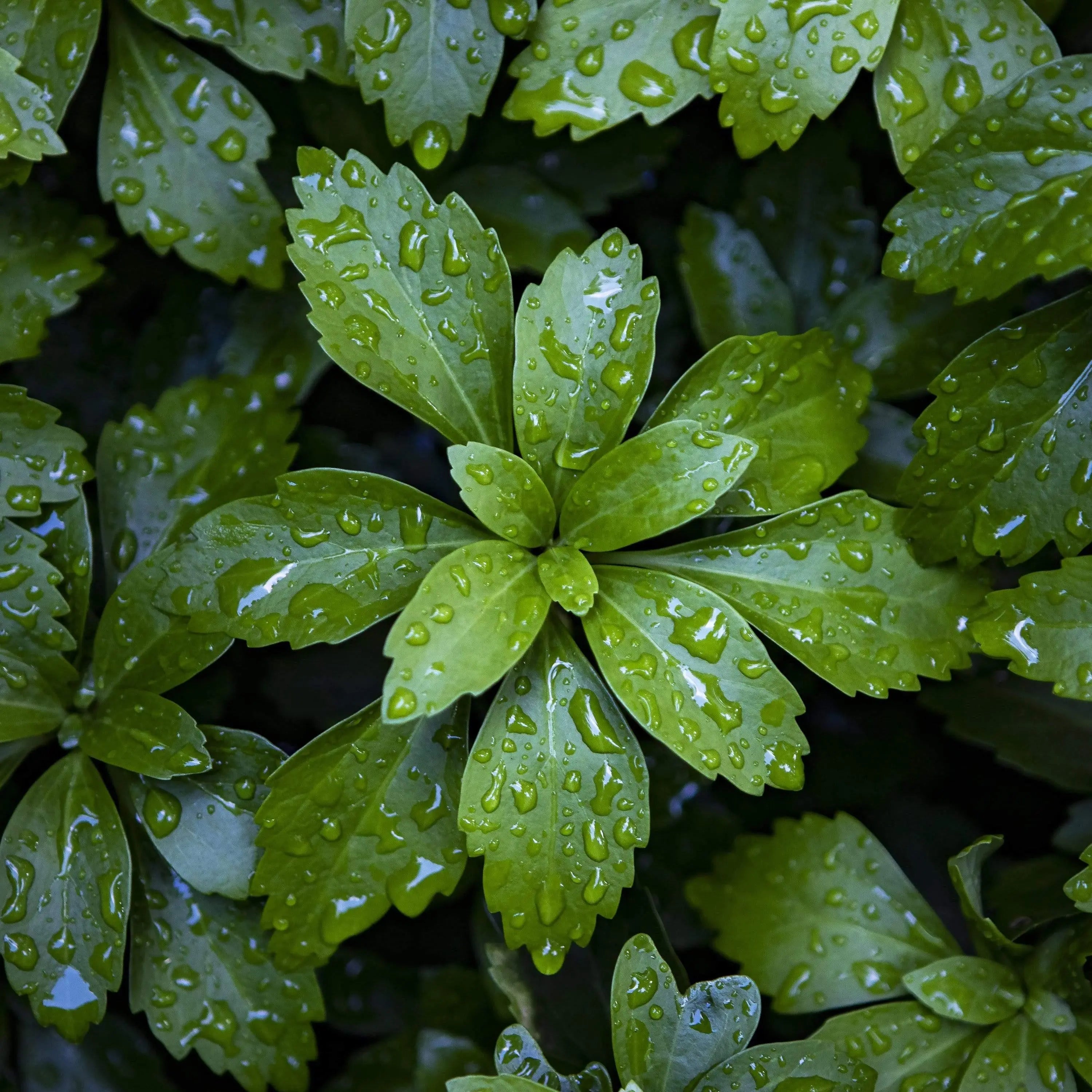 Fine art photo of green leaves covered in raindrops, taken after a spring shower on Mackinac Island. A peaceful nature wall decor piece ideal for calming spaces.