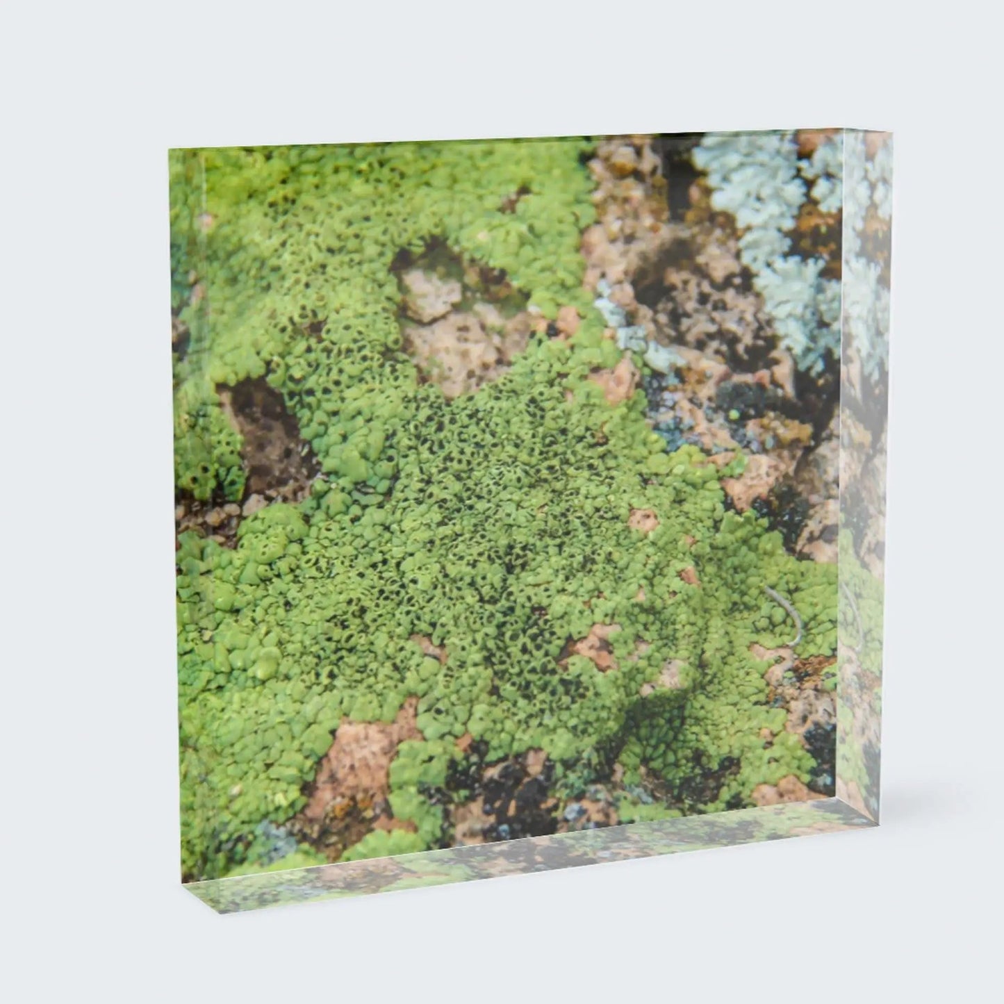 acrylic block photo green lichen shelf decor