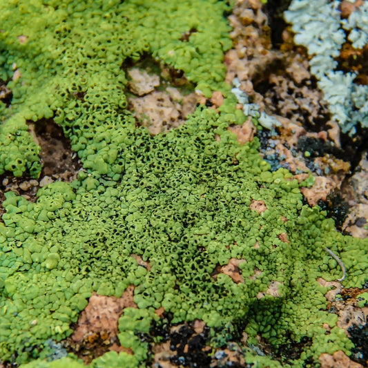 bright green abstract circles lichen photo art 